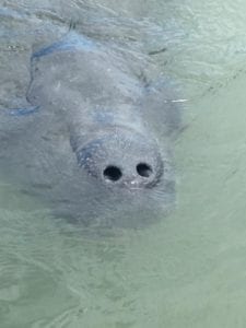 manatee 2